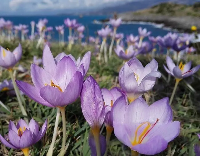 Hotel Ducale Cirella